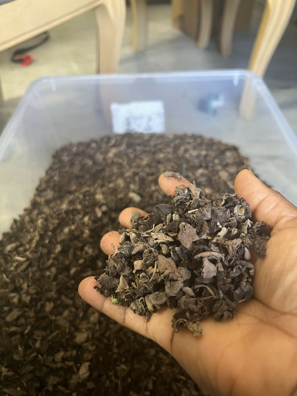 Haitian Dry Black Mushroom (Djon Djon) (Premium Quality)